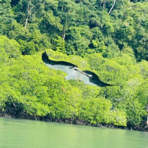 Speedboat island hoping 5 in 1